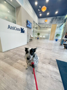 AniCura Velázquez Hospital Veterinario
