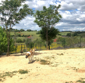 Centro Canino Vallecan