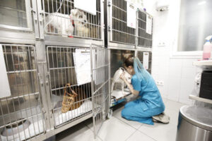 Medivet Delicias 24 hrs