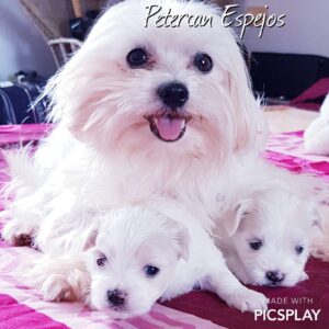 Petercan Espejos
