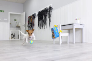 Dogclan Guarderia Canina Madrid
