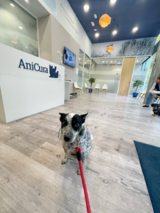 Anicura Velázquez Hospital Veterinario