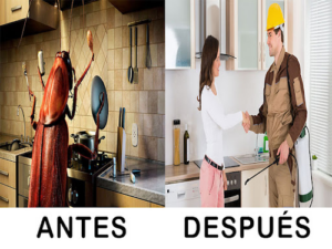 Novainsectos