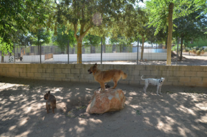 Oficina. Granja la Luna Residencias Caninas