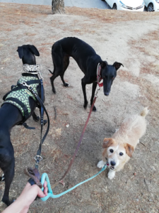 Virginia Pet Sitter